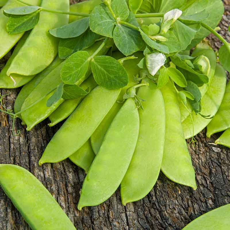 A close-up of Mammoth Melting peas, with visible peas inside, against a wooden background. | copyright: Floramedia UK Ltd