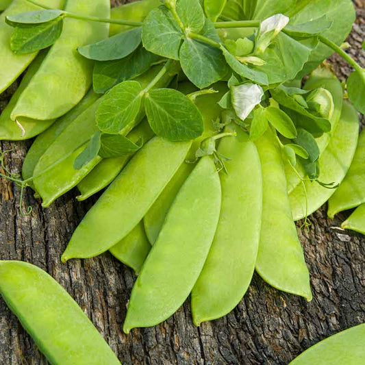 A close-up of Mammoth Melting peas, with visible peas inside, against a wooden background. | copyright: Floramedia UK Ltd