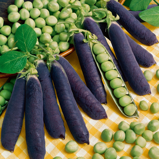 A close-up shot of several vibrant blue Blue Shelling pea pods on a light surface.