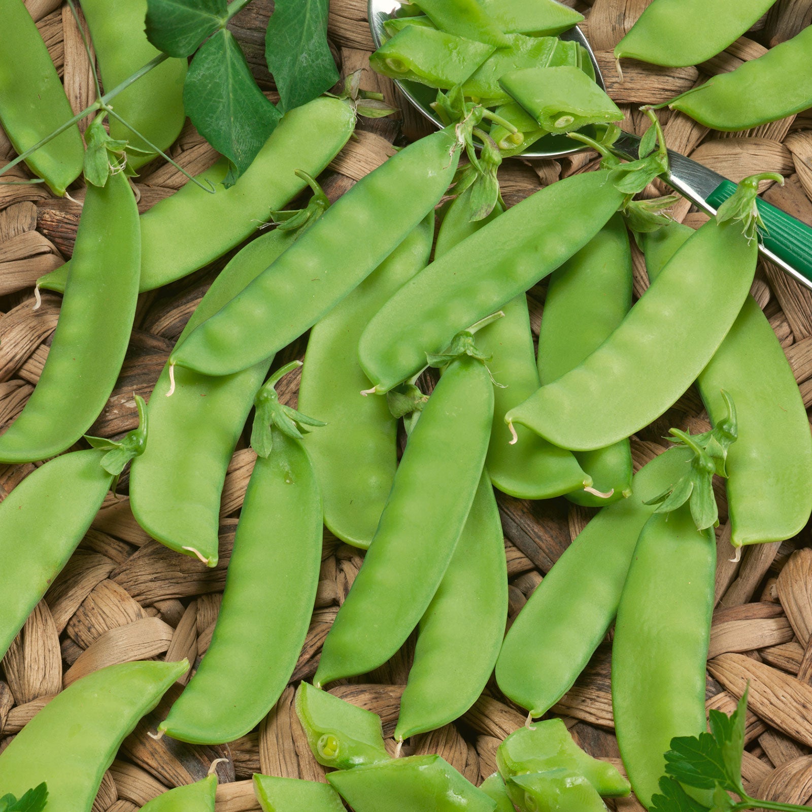 A close-up of Mammoth Melting peas, with visible peas inside, against a wooden background.