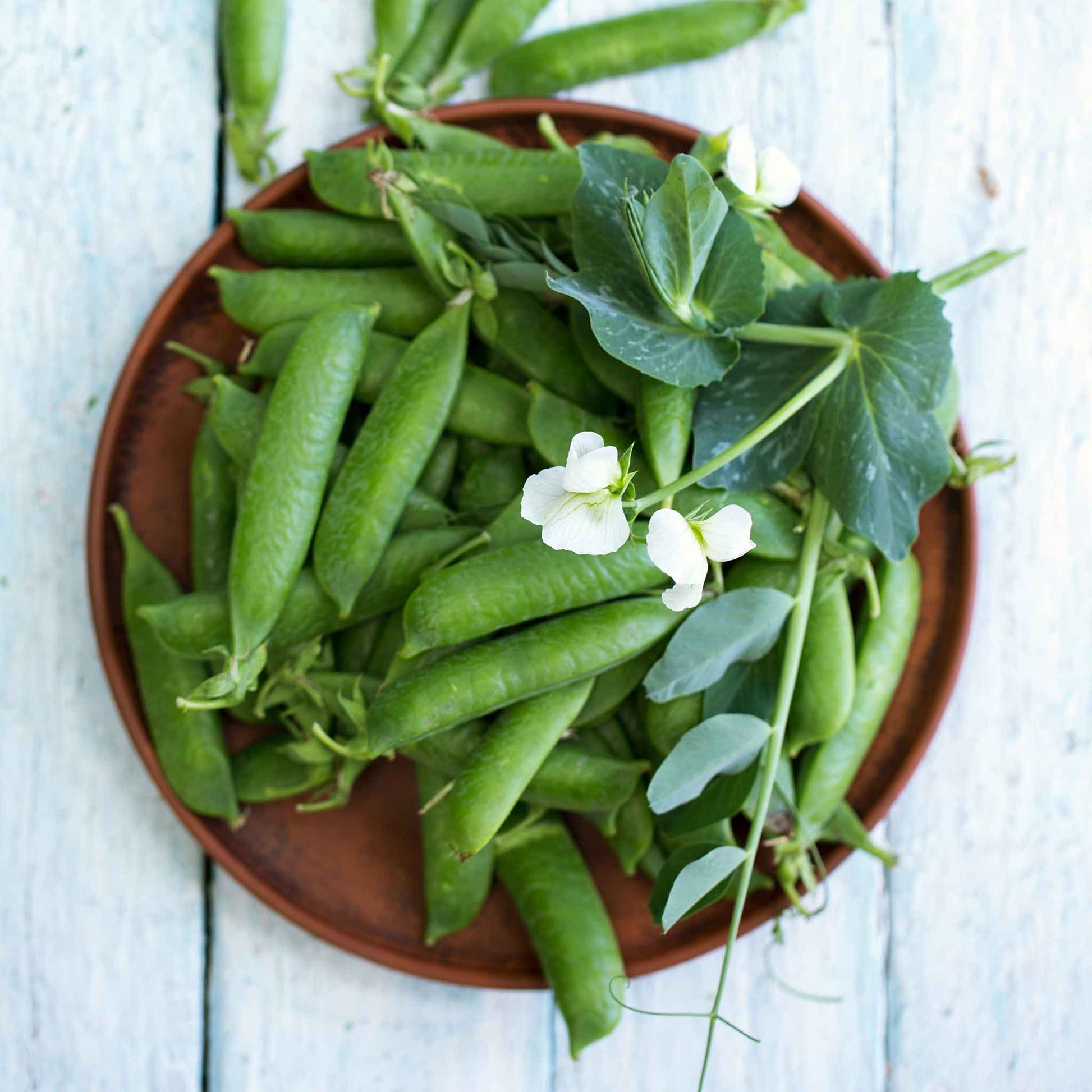 A bowl of Sugar Daddy pea pods with some white flowers from the plant on a light blue surface.