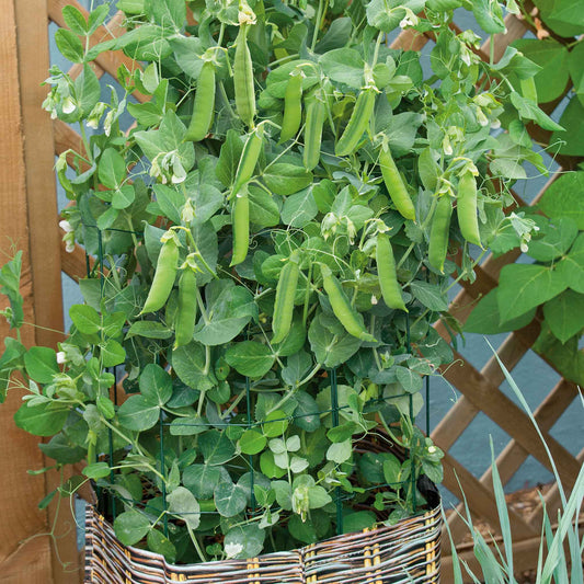 Tom Thumb peas growing in a container with a lattice background.