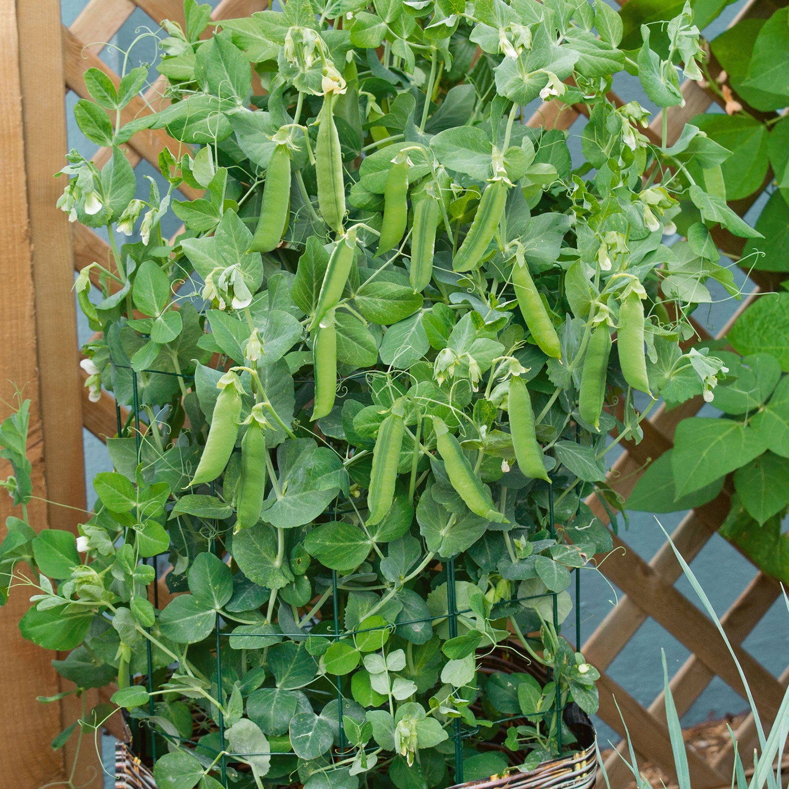Patio Pride peas growing in a container with a lattice background.
