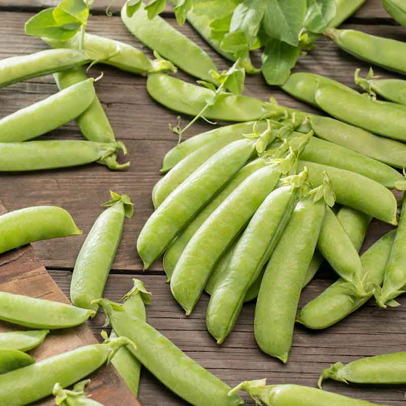 Close-up of vibrant green Sugar Ann pea pods with stems on a wooden surface. | copyright: Floramedia UK Ltd