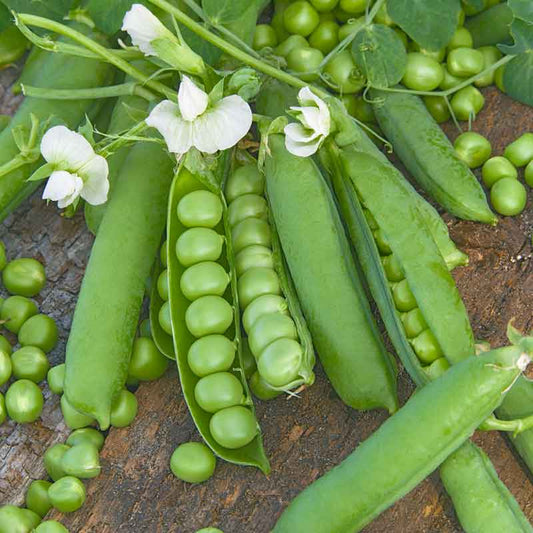 A close-up shot of several vibrant green Wando pea pods on a wooden background. | copyright: Floramedia UK Ltd