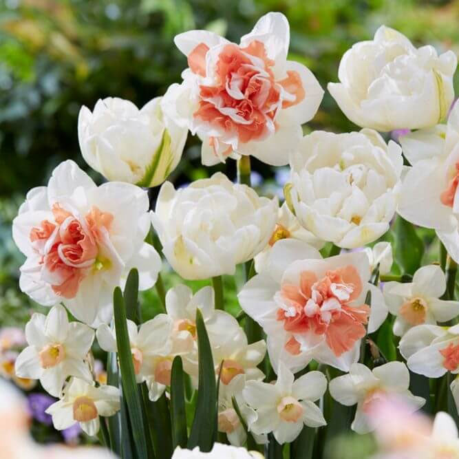 Close-up of bright orange, pink, and yellow tulips with green leaves in a garden.