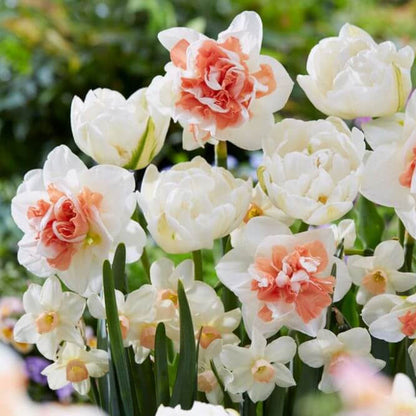 Close-up of bright orange, pink, and yellow tulips with green leaves in a garden.