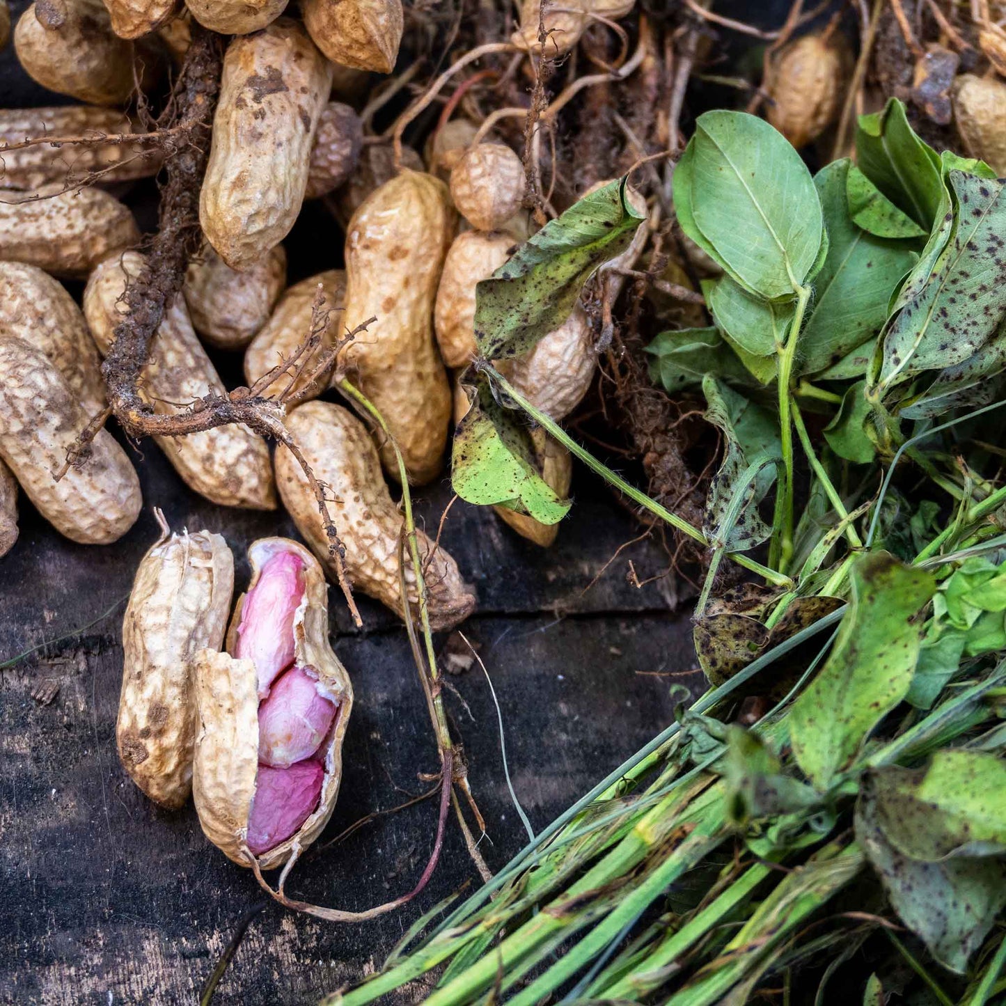 A pile of raw peanuts in their shells, some scattered, others stacked, against a blurred background.