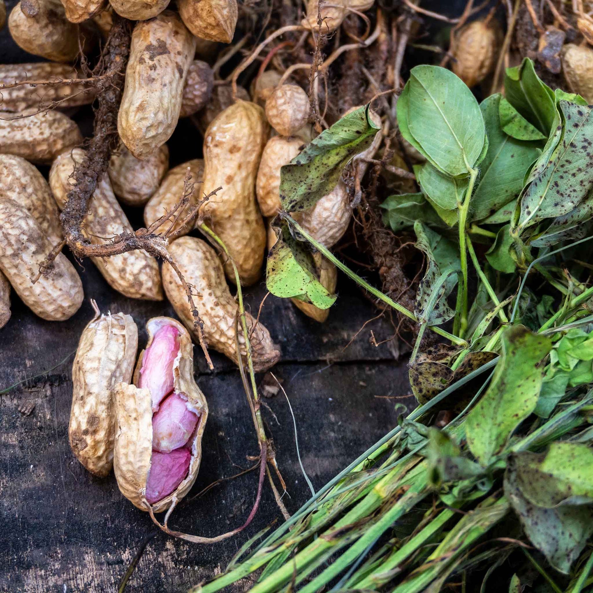 A pile of raw peanuts in their shells, some scattered, others stacked, against a blurred background.