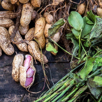 A pile of raw peanuts in their shells, some scattered, others stacked, against a blurred background.