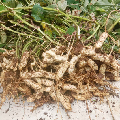 A pile of raw peanuts in their shells, some scattered, others stacked, against a blurred background.