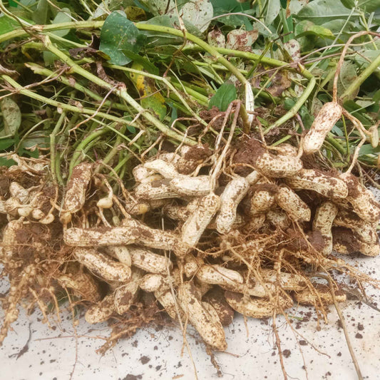 Harvest view of Peanut, showing ripe color, natural shape, and surface texture clearly.