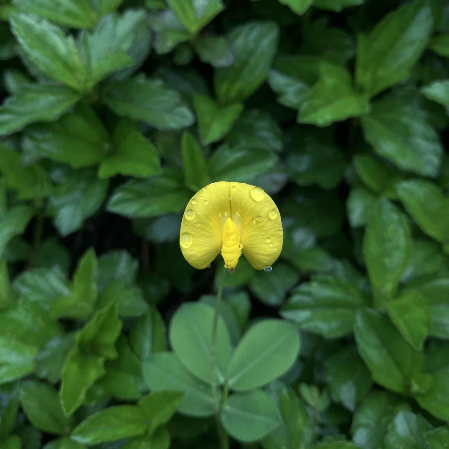 A close-up of a small peanut flower showing off its vibrant yellow petals.