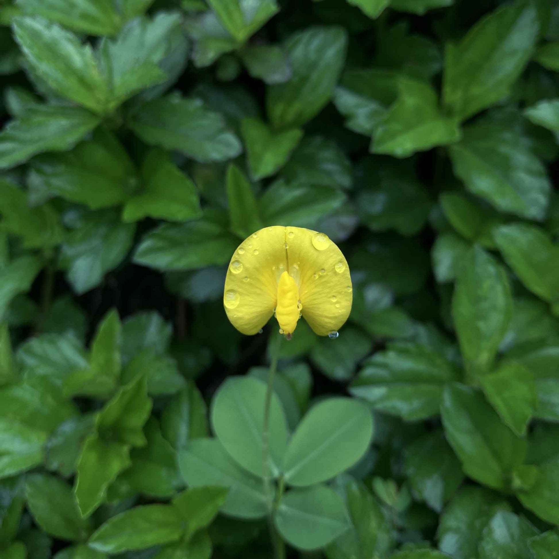 A close-up of a small peanut flower showing off its vibrant yellow petals.