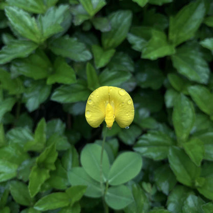 A close-up of a small peanut flower showing off its vibrant yellow petals.