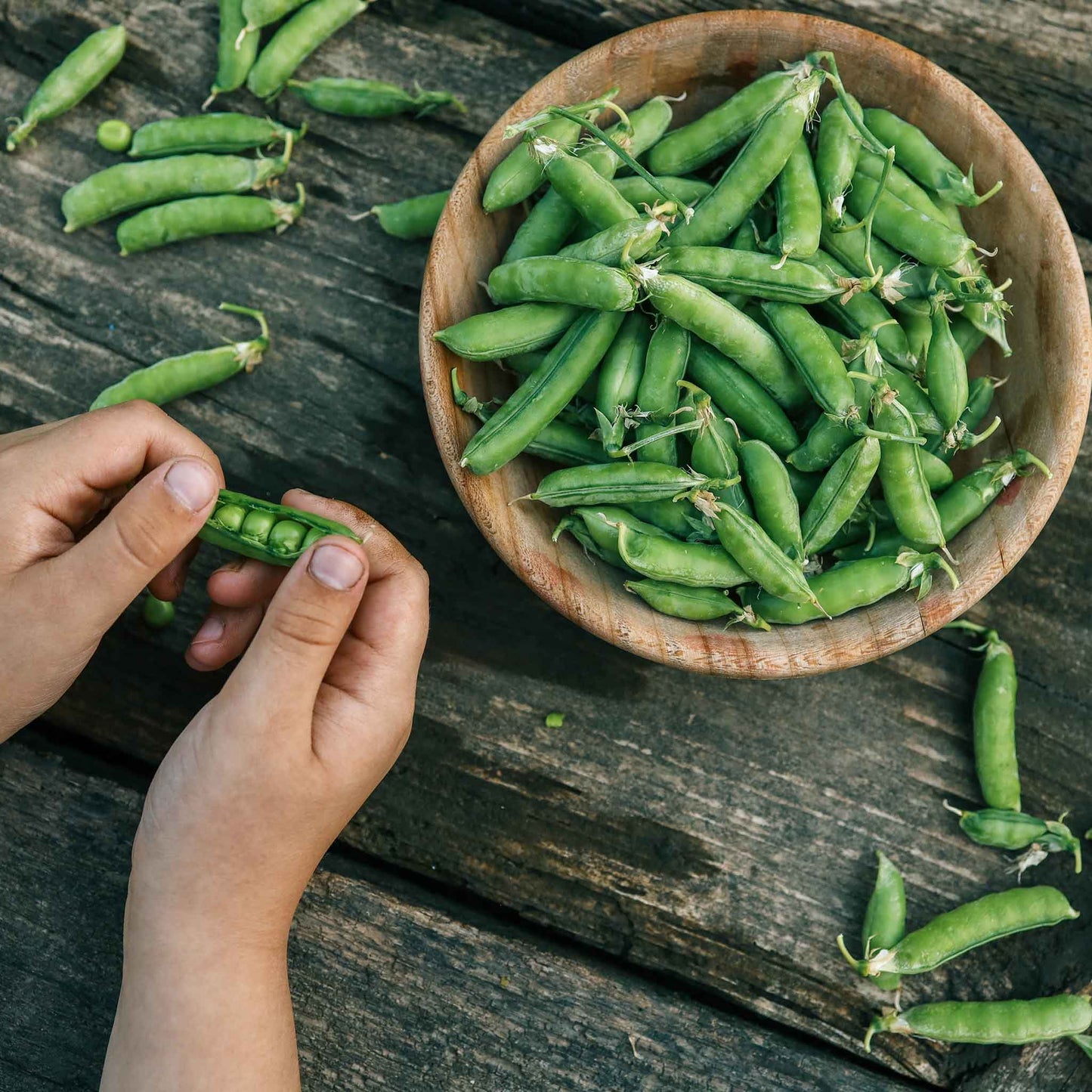 Little Marvel peas in a bowl ready to be eaten.