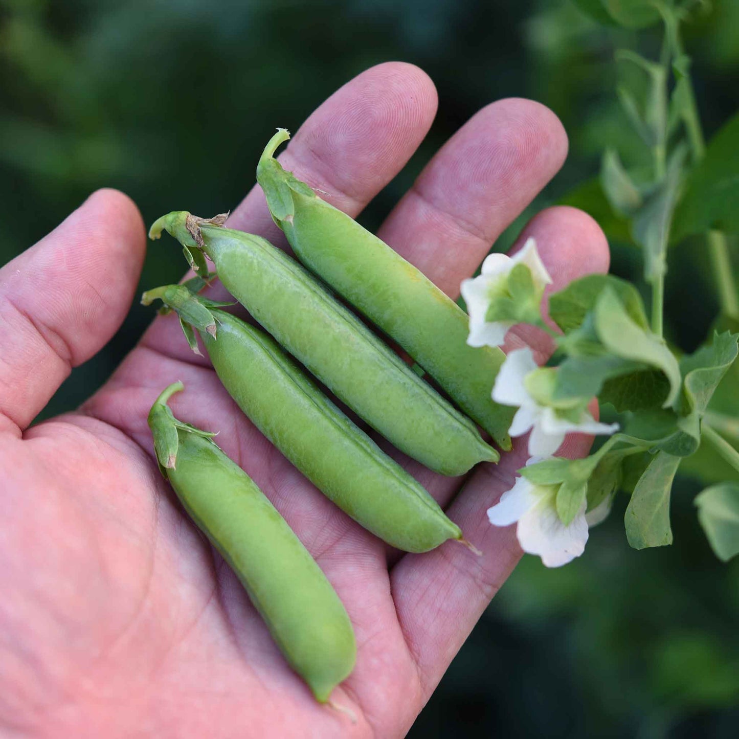 A hand holding Little Marvel pea pods freshly harvested.