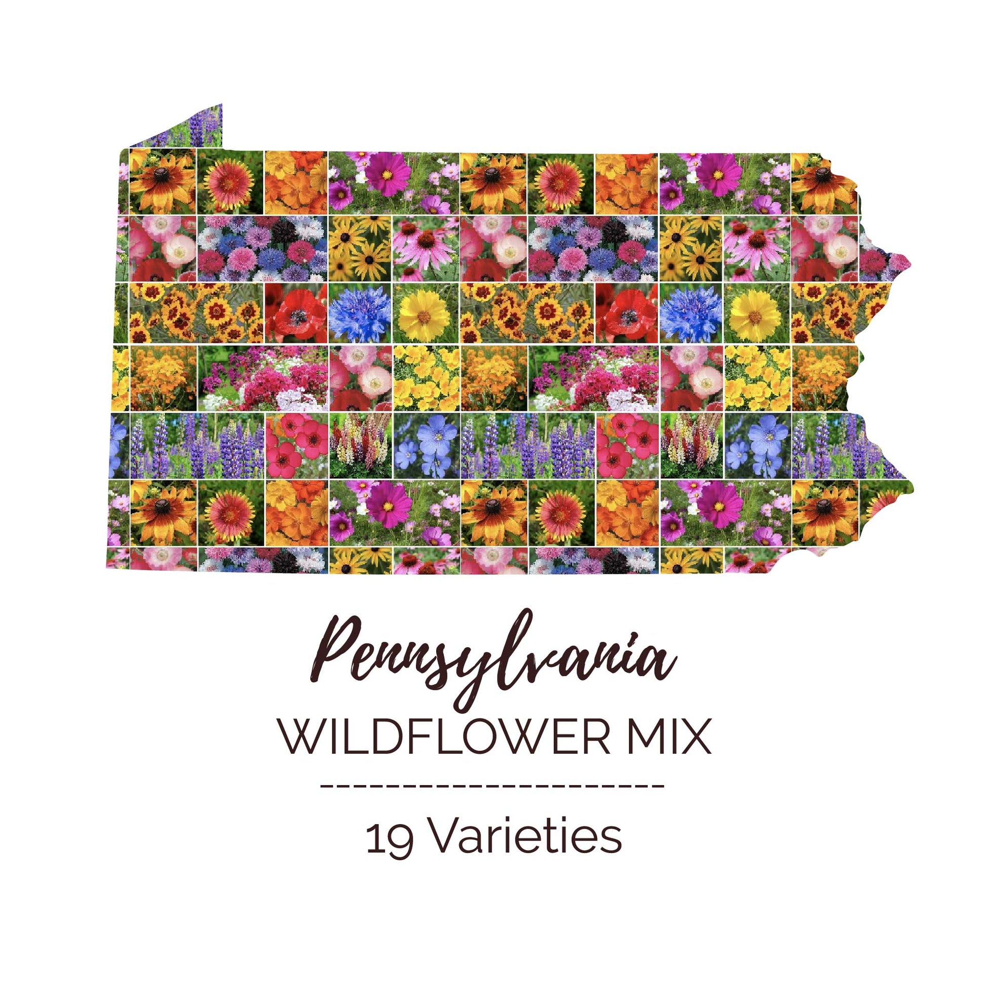 Graphic of the outline of the state for Pennsylvania Wildflower Seed Mix that contains images of the flowers in the mix
