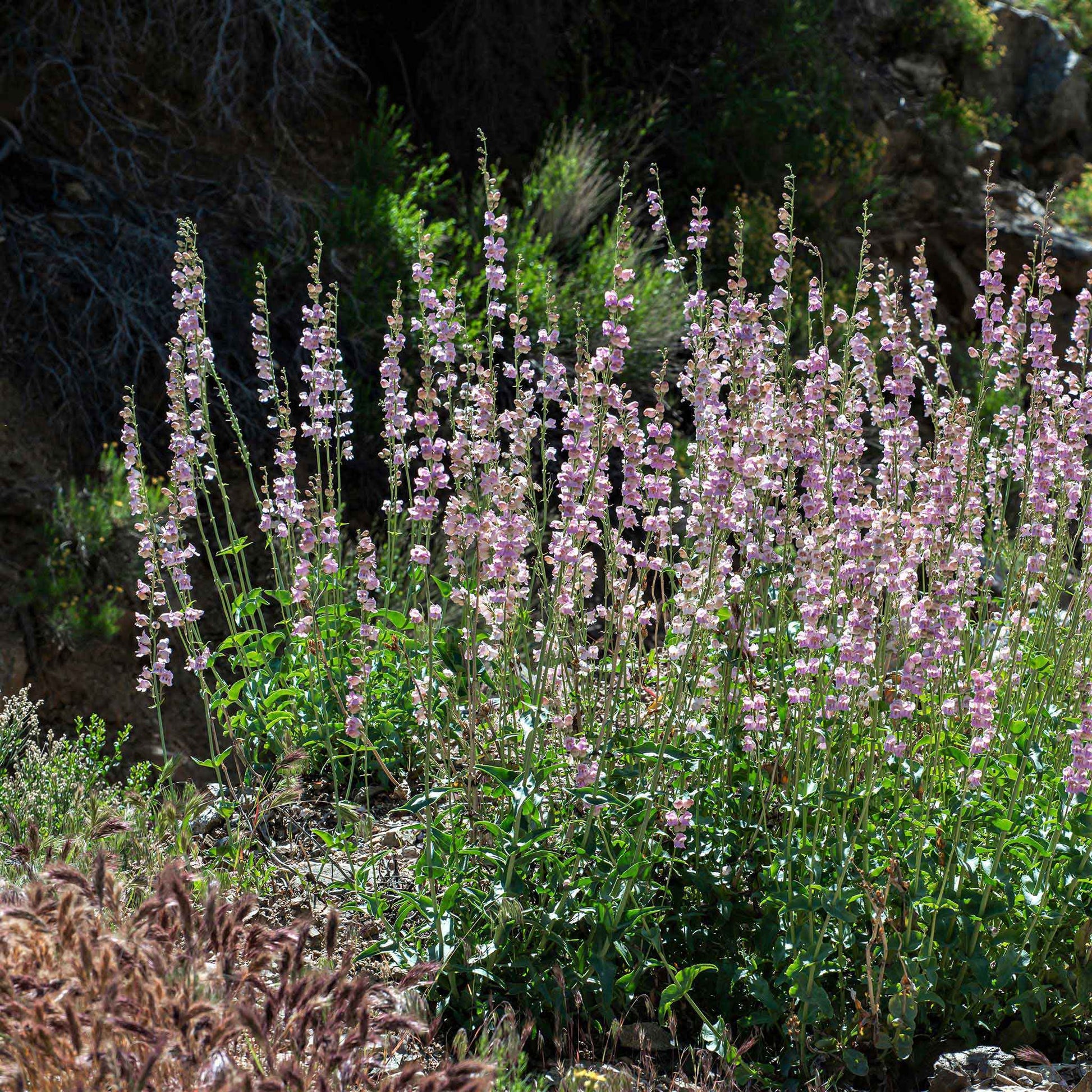 Palmer penstemon tall pink and purple blooms on a plant with green leaves in a garden.