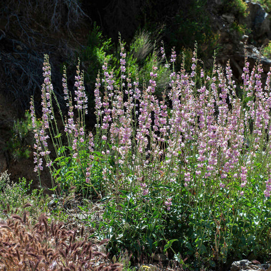Palmer penstemon tall pink and purple blooms on a plant with green leaves in a garden.