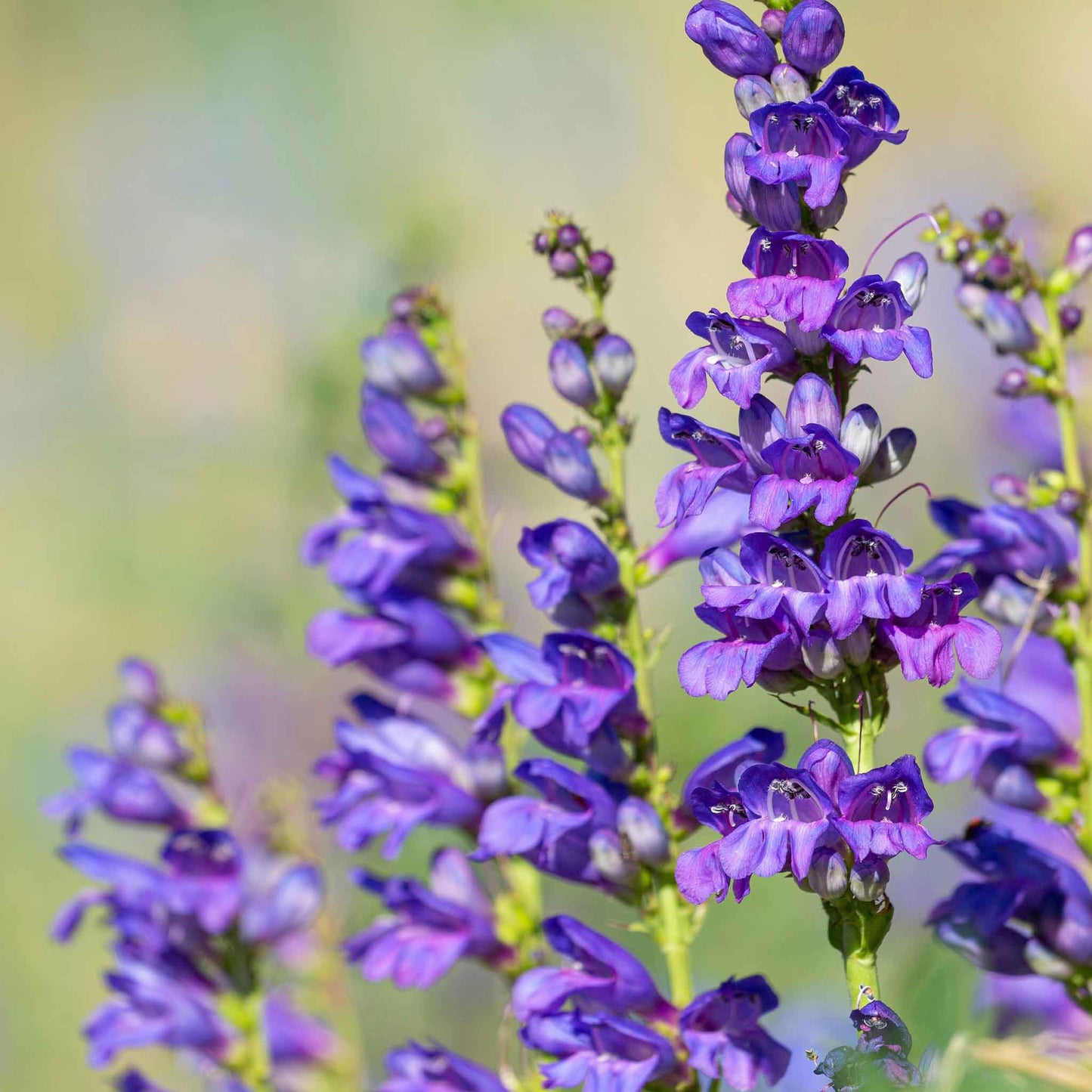Penstemon rocky mountain tall purple blooms with green foliage on a blurred backdrop.