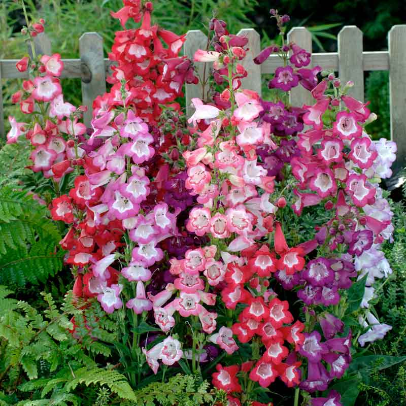 Penstemon sensation mix soft pink blooms on tall stems with green foliage in a garden. | copyright: Floramedia UK Ltd