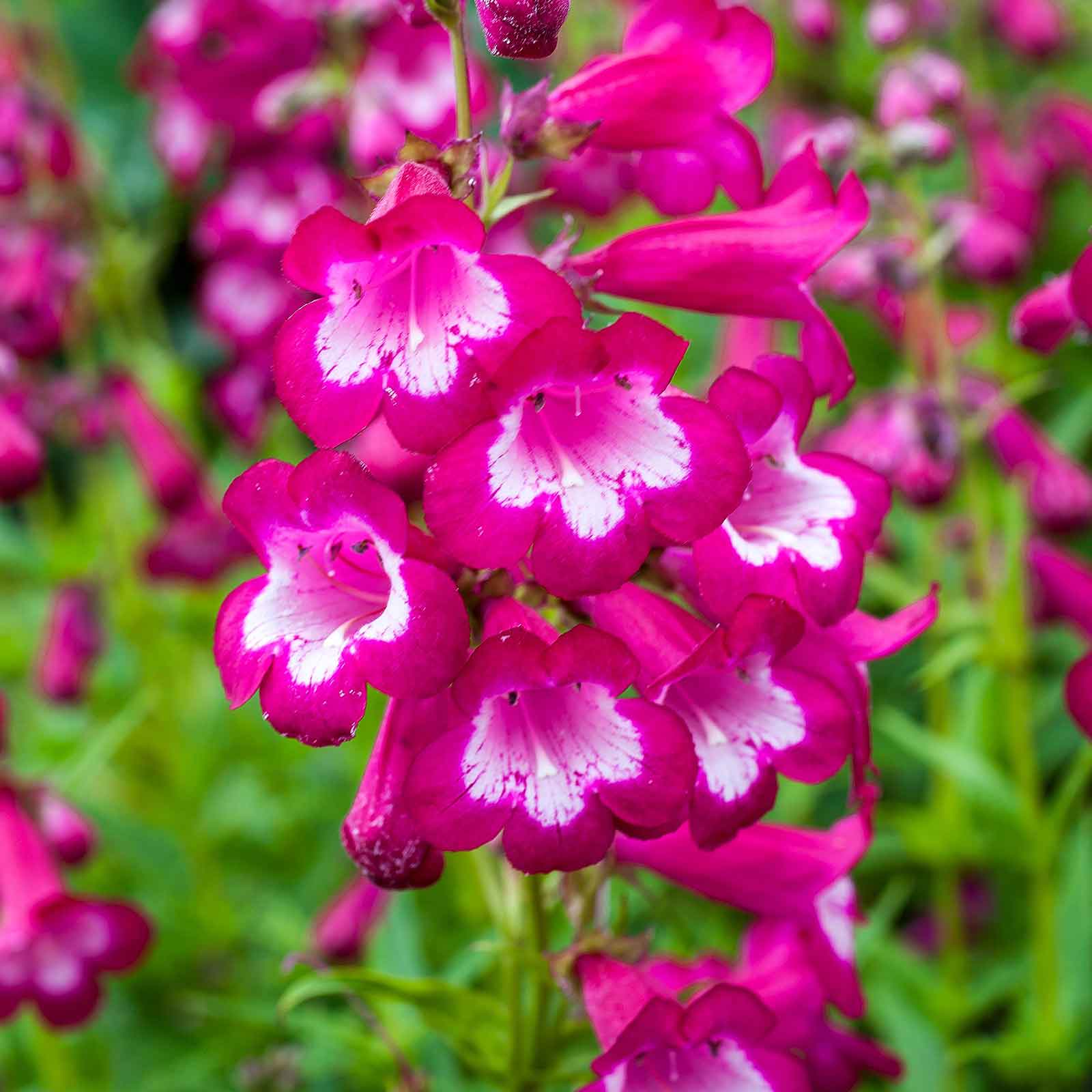 Penstemon sensation mix vibrant pink blooms on tall stems against a blurred green backdrop.