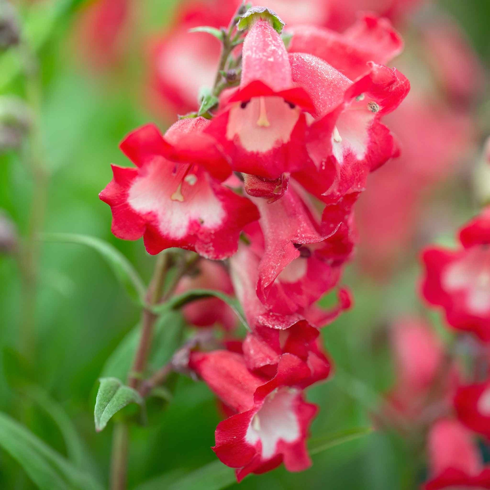 Penstemon sensation mix bright pink tubular blooms with green leaves in the background.