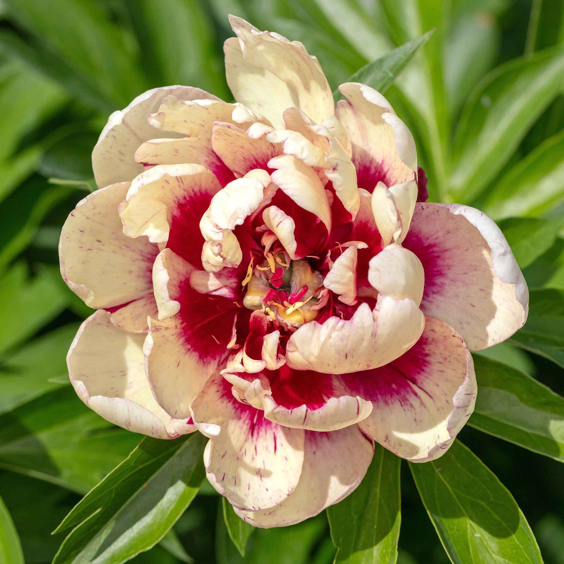 Large itoh all that jazz peony flower with dark pink and maroon speckles and a deep plum center.