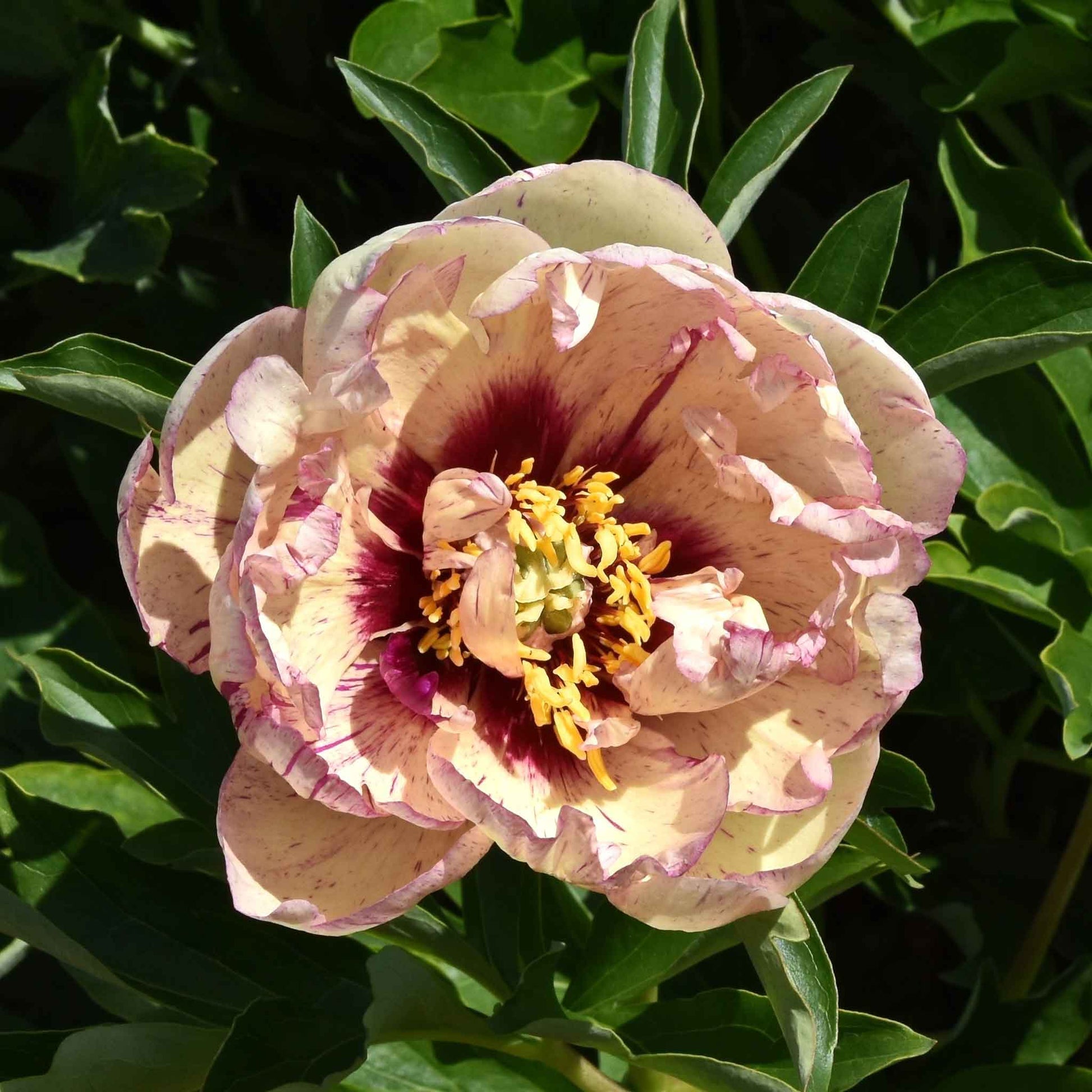 Large itoh all that jazz peony flower with dark pink and maroon speckles and a deep plum center.