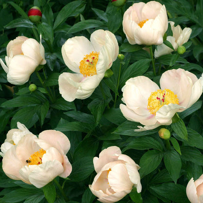 Cluster of a soft apricot whisper peony flower with a deep peach center and red stigmas.