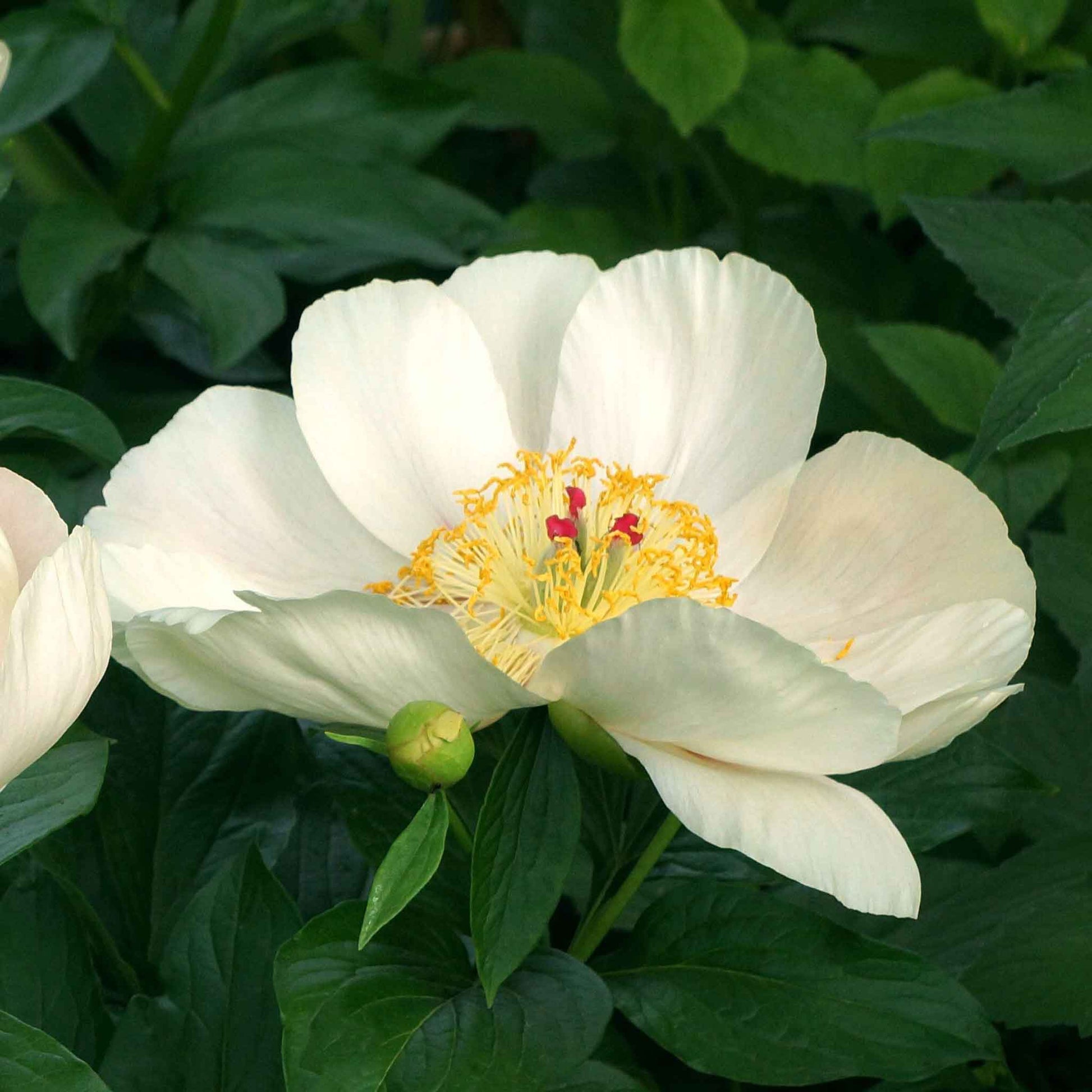 Close up of a soft apricot whisper peony flower with a deep peach center and red stigmas.