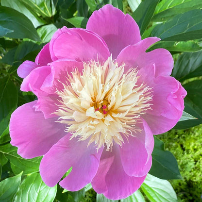 A pink Bowl of Beauty peony flower with fuchsia petals and a frilly yellow center.