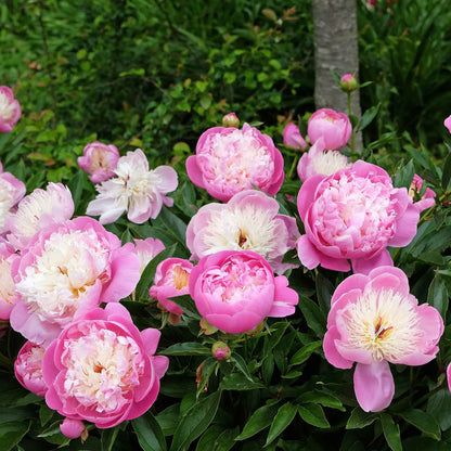 Fuchsia-pink outer petals cupping a frilly, pale lemon-yellow center of the bowl of beauty peony flower