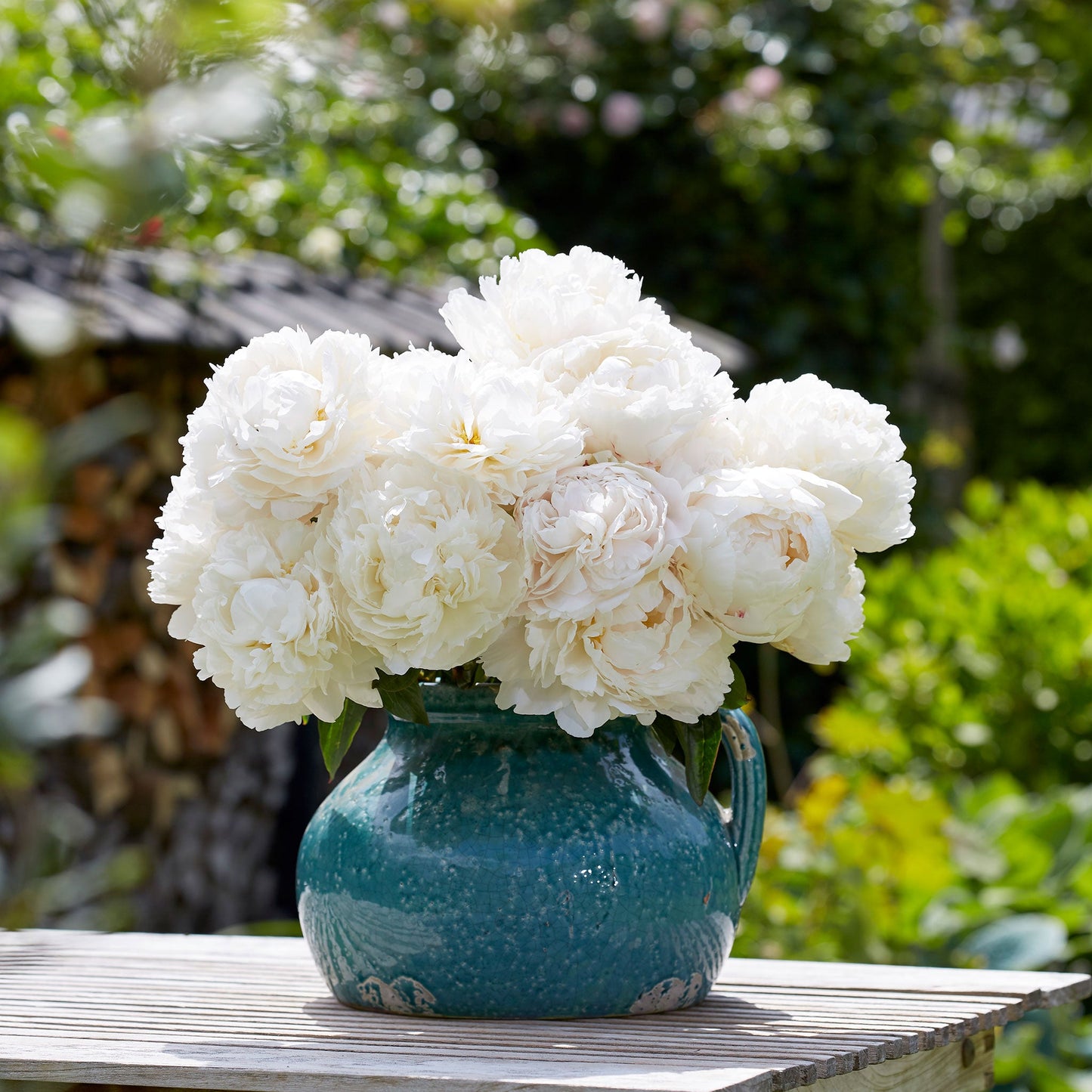Enormous, fully double creamy-white bowl of cream peony bloom with ruffled petals and a soft yellow center.