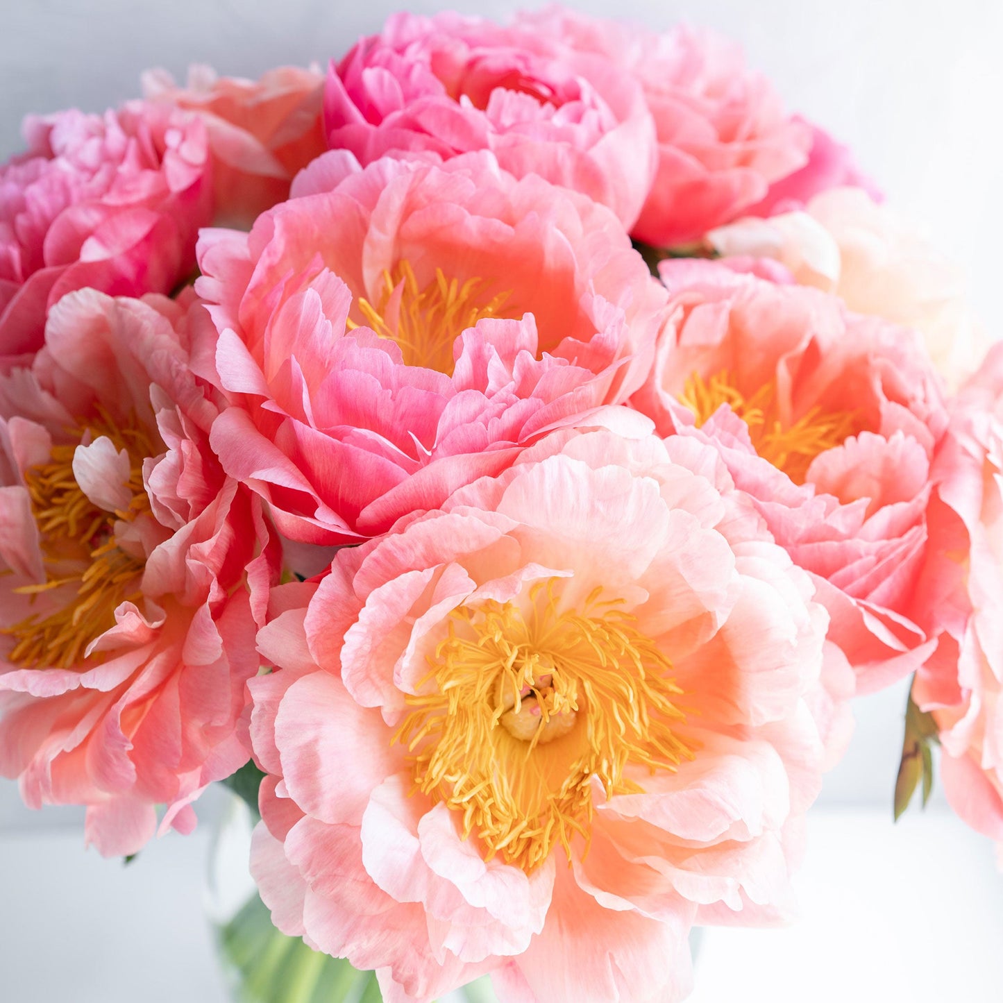 Lush bridal bouquet with soft pink, dark pink, and white double peonies with green leaves.