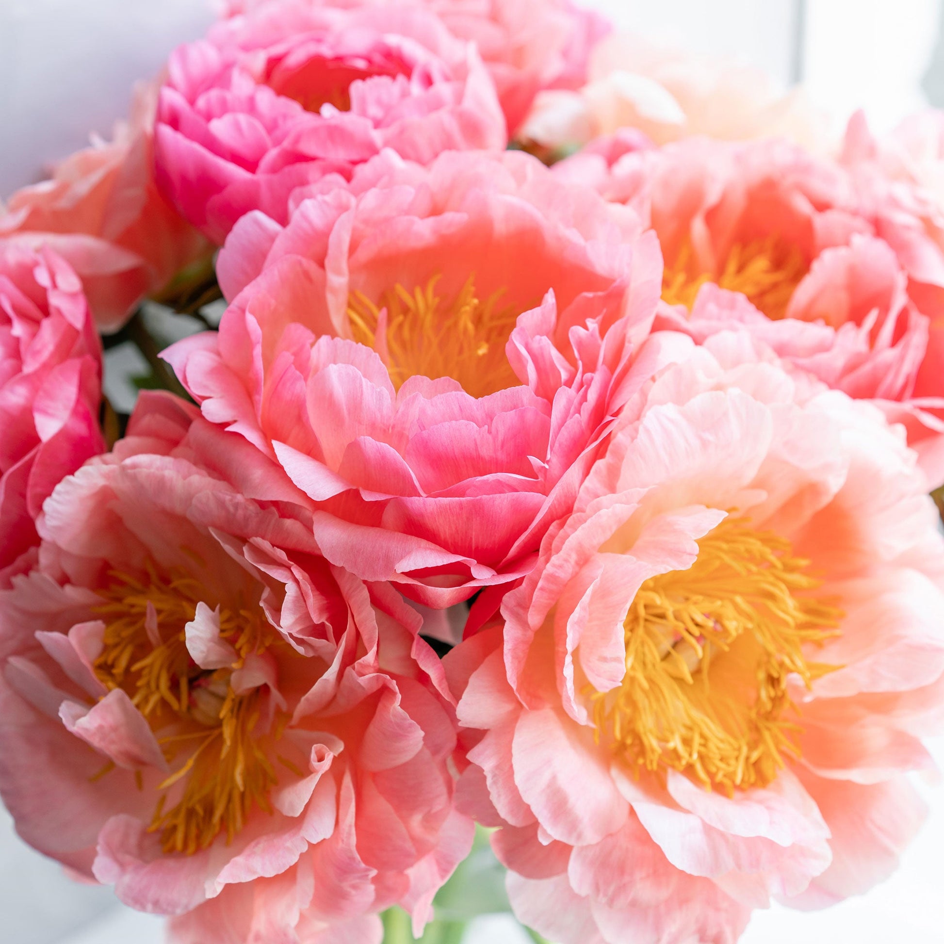 Lush bridal bouquet with soft pink, dark pink, and white double peonies with green leaves.