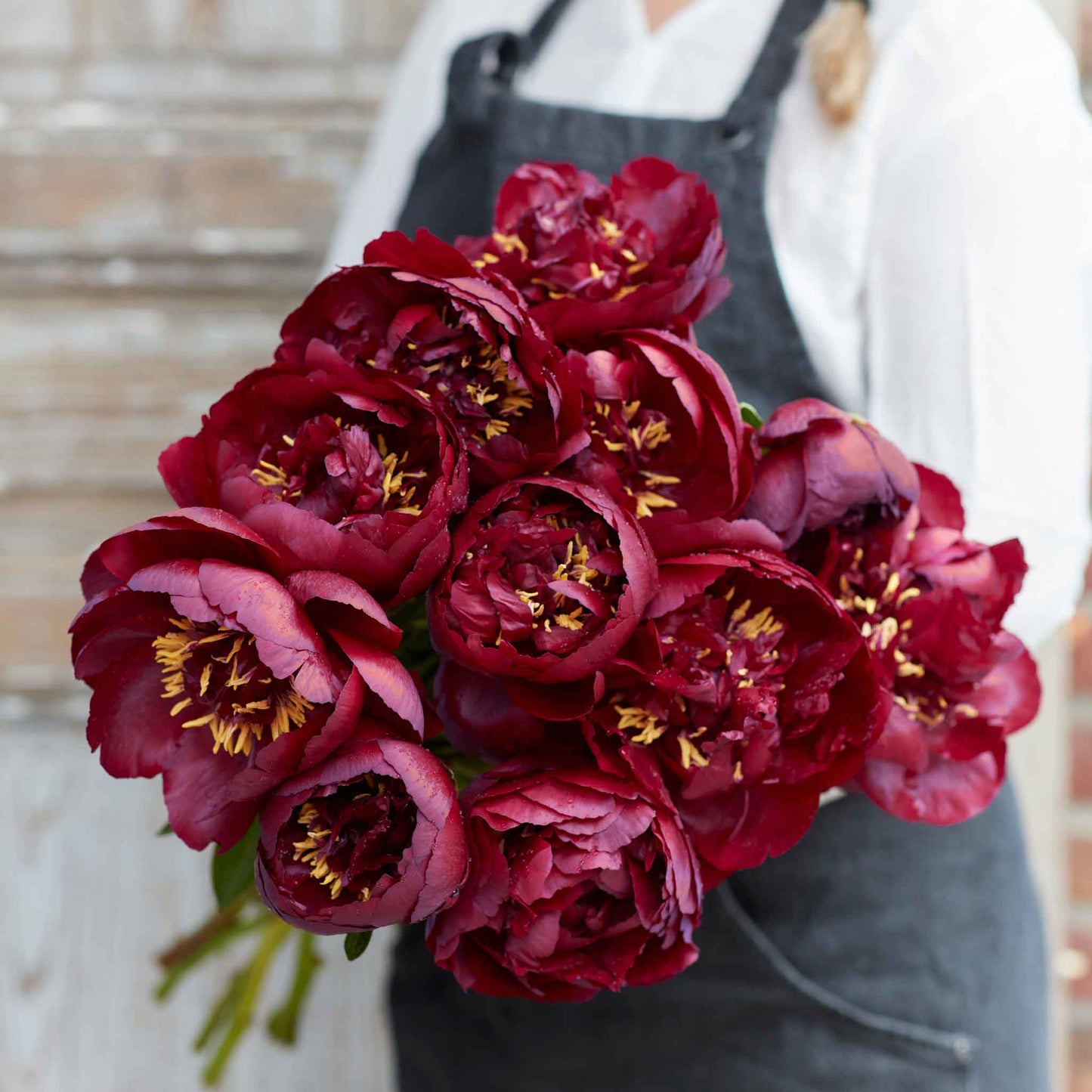 A person holding a bouquet of buckeye belle peony flowers in a garden setting.