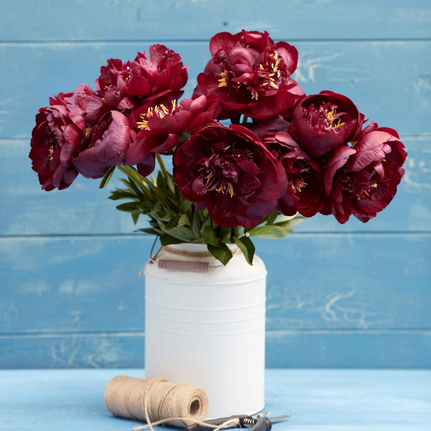 A bouquet of buckeye belle peony flowers in a vace with a blue background.