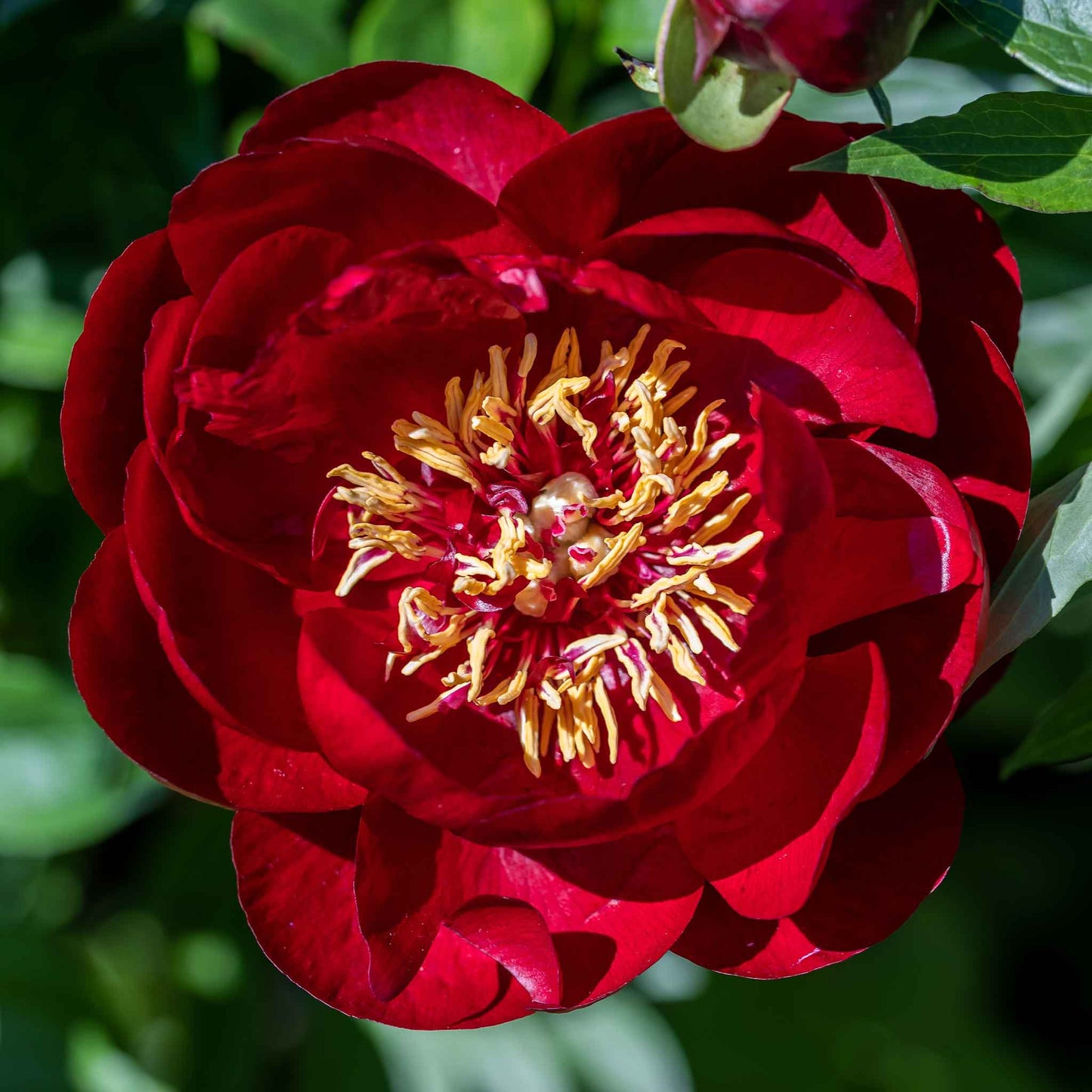 Deep mahogany-red semi-double buckeye belle peony with golden-yellow stamens on a green leafy background.