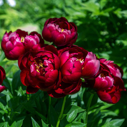 Deep mahogany-red semi-double buckeye belle peony with golden-yellow stamens on a green leafy background.