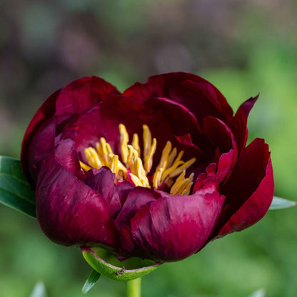 Deep mahogany-red semi-double buckeye belle peony with golden-yellow stamens on a green leafy background.