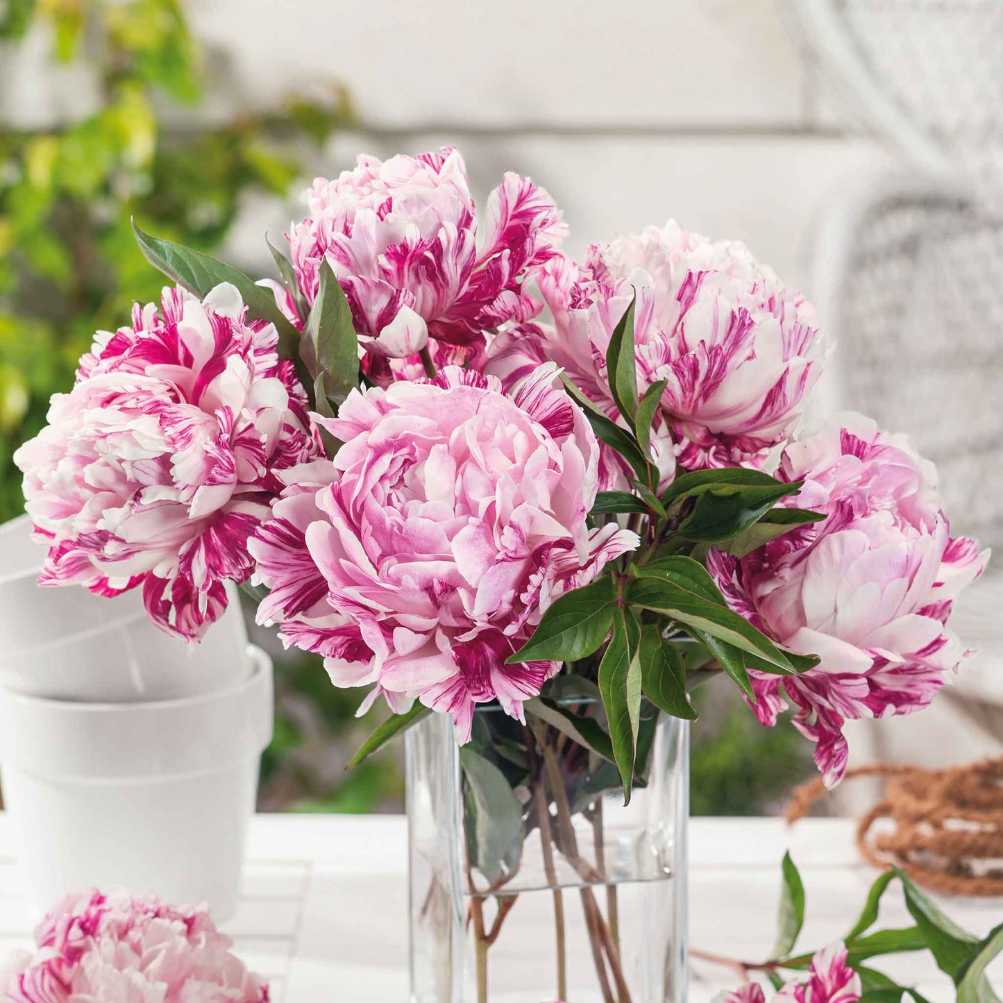 Bouquet of double white candy stripe peony flower with distinctive raspberry red stripes on the petals.