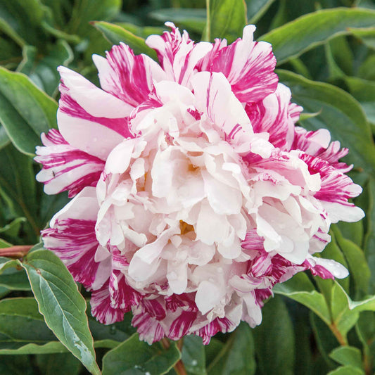 Close up of double white candy stripe peony flower with distinctive raspberry red stripes on the petals.