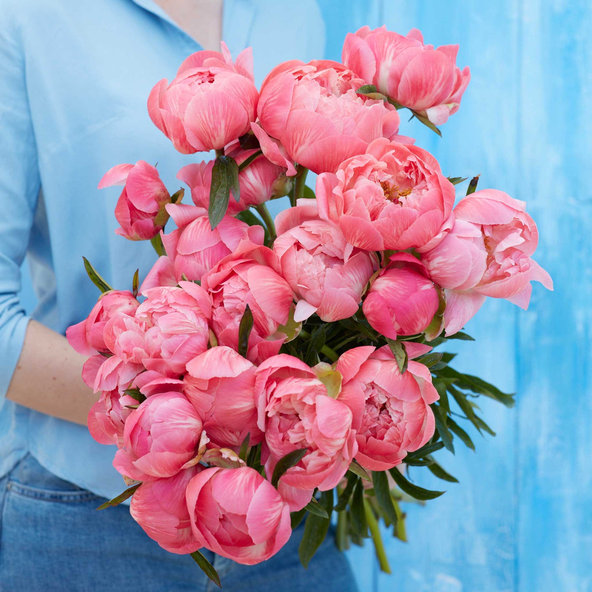 A person holding a bouquet of coral charm peony flowers with a blue background.