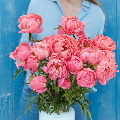 A person holding a bouquet of coral charm peony flowers with a blue background.
