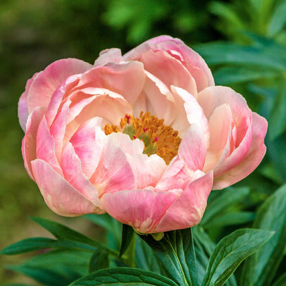 Close up of coral charm peonies with golden centers against deep green foliage.