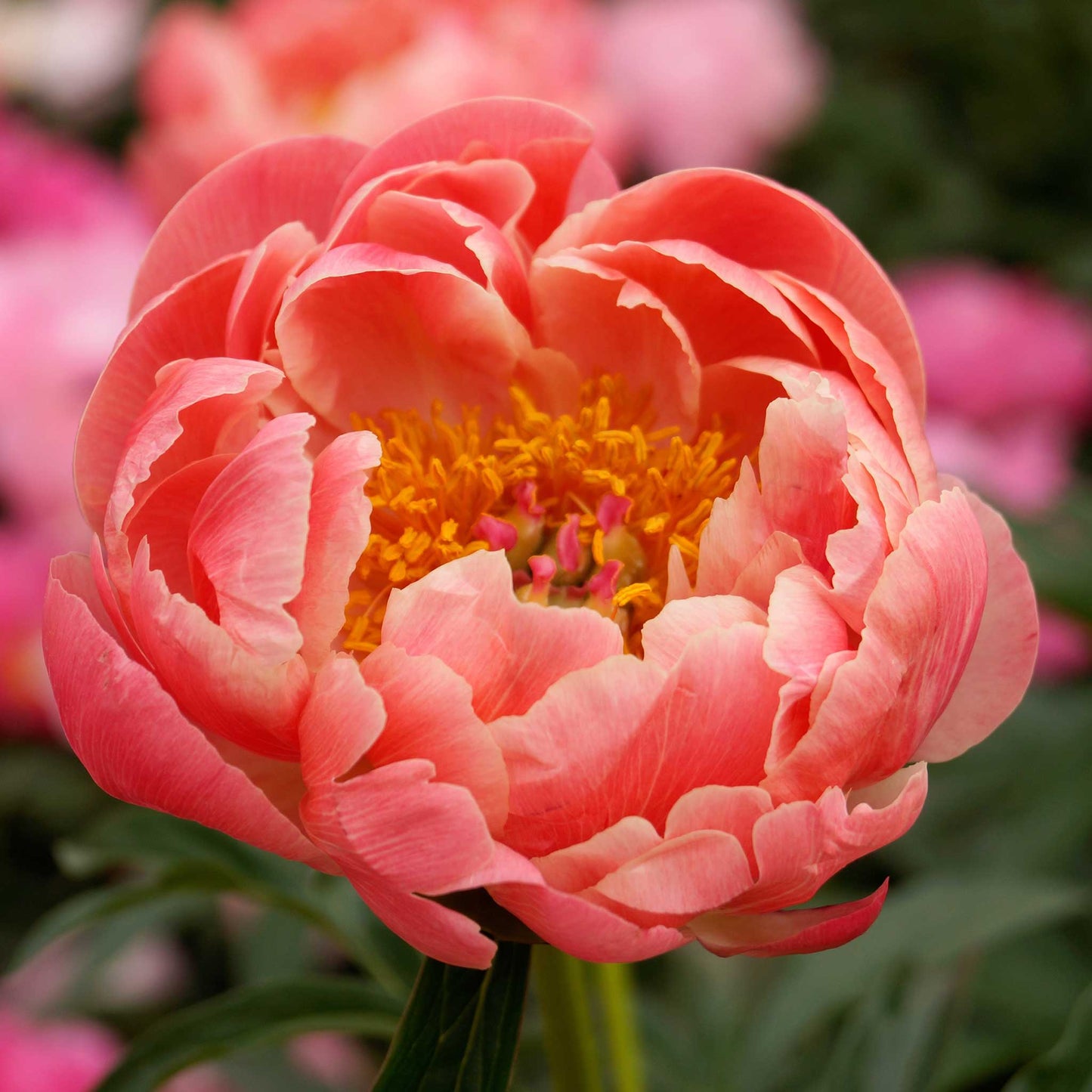 Close up of coral bouquet peonies with golden centers against deep green foliage.