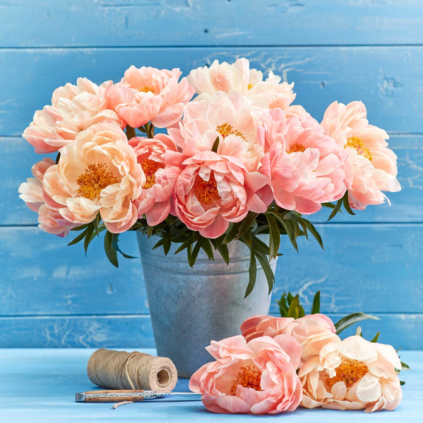 A bouquet of coral sunset peony flowers with a blue background.