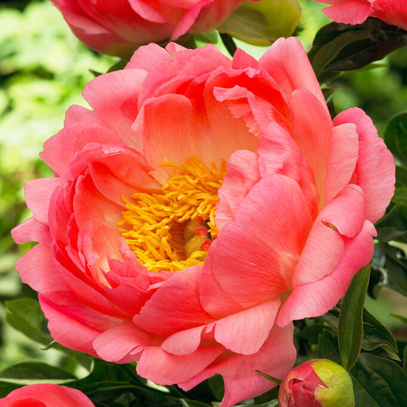 Close up of coral sunset peonies with golden centers against deep green foliage.